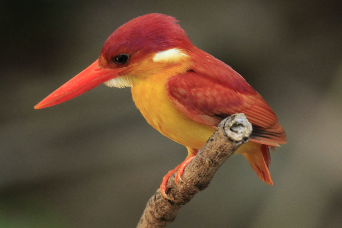 Bird-Watching-Image-2-1200x800