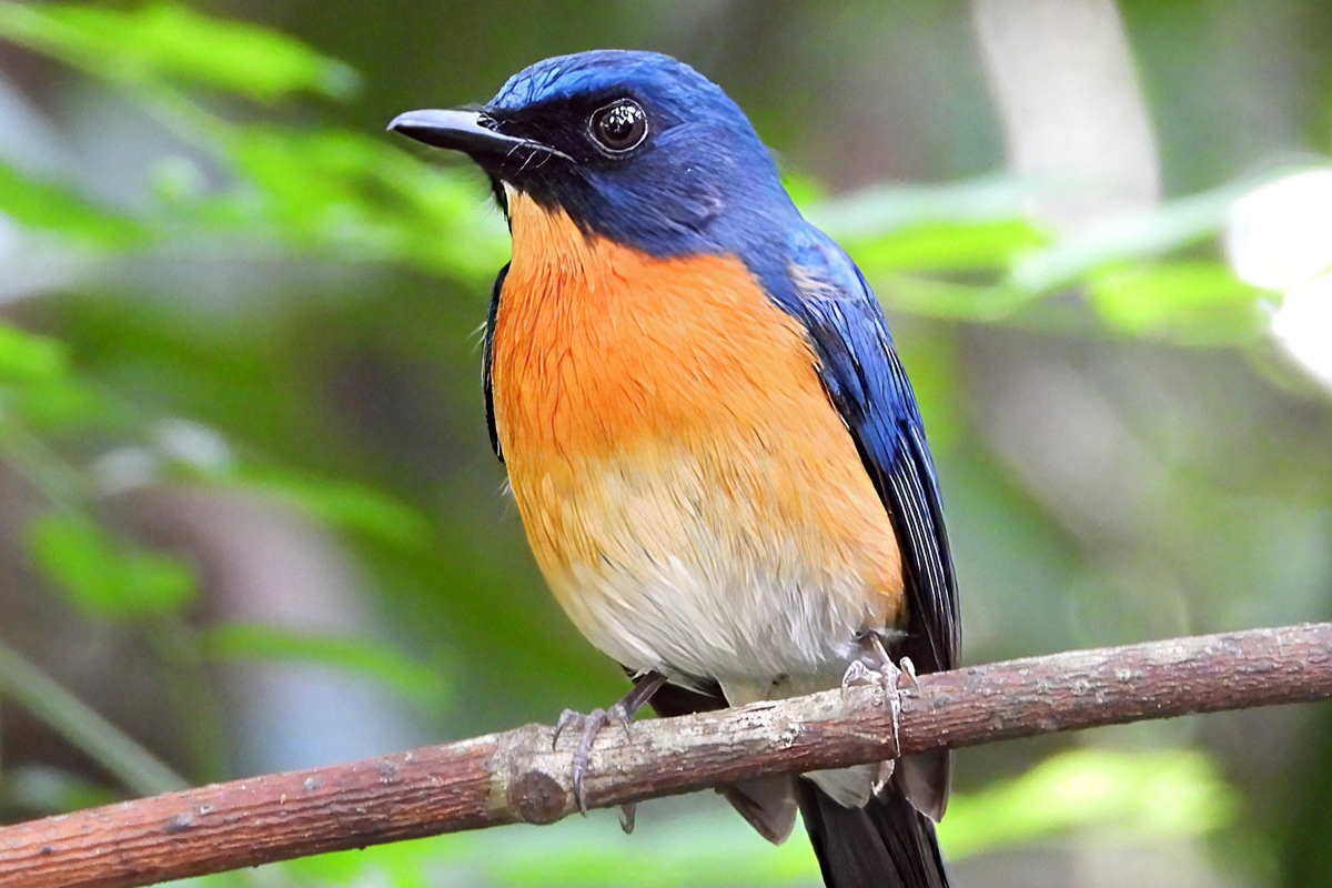 Bird-Watching-Image-3-1200x800